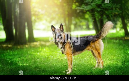Beautiful german shepherd dog lay in summer forest Stock Photo