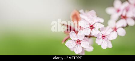 Cherry Blossom or Sakura flower on nature green background. banner photo. Stock Photo