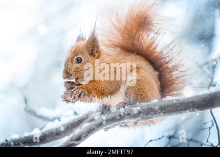 Red squirrel eats nuts in a snowy park. Stock Photo