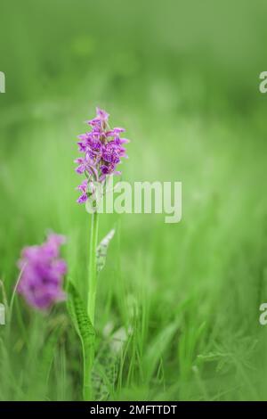 Dactylorhiza maculata, known as the heath spotted-orchid or moorland spotted orchid Stock Photo