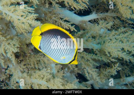 Blackback butterflyfish (Chaetodon melannotus) in broccoli tree (Litophyton arboreum) . Dive site Small Brother, Brother Islands, Egypt, Red Sea Stock Photo