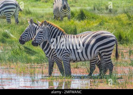 Zebaras in the African wild Stock Photo
