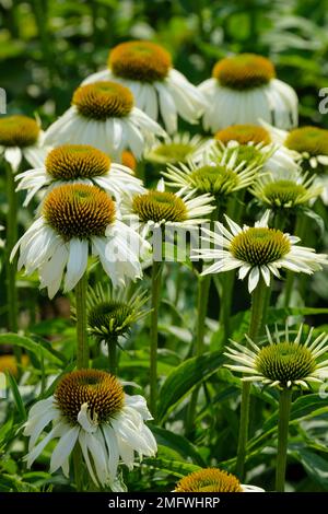 Echinacea purpurea White Swan, Coneflower White Swan, perennial with white daisy-like flowers with drooping petals, orange-brown centres Stock Photo