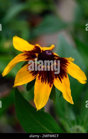 Rudbeckia hirta,yellow orange rust rudbeckia,flower,flowers,flowering,rudbeckias,RM Floral Stock Photo