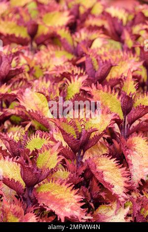 Solenostemon scutellarioides Henna, Coleus scutellarioides Balcenna, Solenostemon scutellarioides Balcenna, Solenostemon scutellarioides Henna, coleus Stock Photo