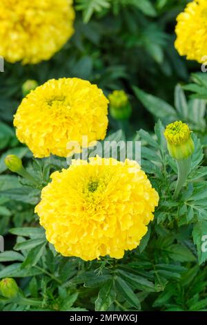 Tagetes erecta Marvel Yellow, African marigold Marvel Yellow,  annual, with grey-green foliage and yellow flowers Stock Photo
