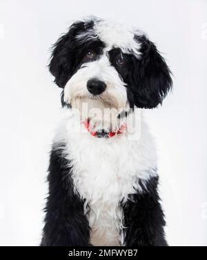 An adorable Bernedoodle puppy looking st the camera with an endearing head-tilt. A Bernedoodle is a cross between a Bernese Mountain dog and a poodle. Stock Photo