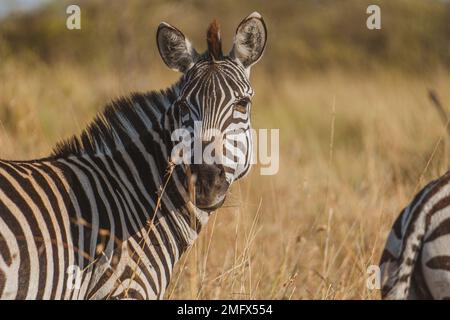 Zebras in the African wild Stock Photo