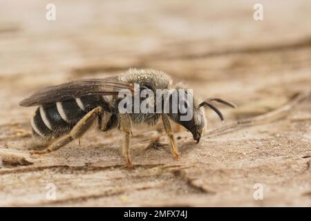 Detailed closeup on a Mediterranean end-banded furrow bee female, Halictus sitting on wood Stock Photo