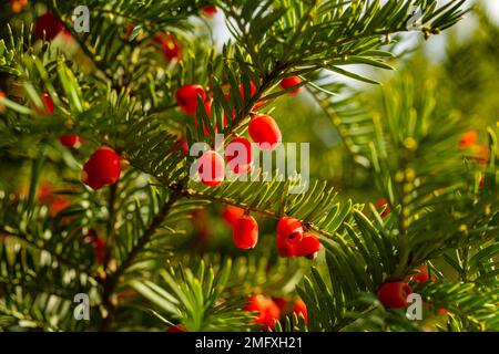 Red berries growing on evergreen yew tree in sunlight, European yew tree. Stock Photo
