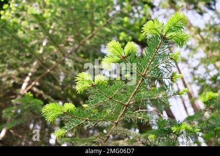 Spruce or fir tree young branches in the forest. Blooming spruce in spring, close-up. Selective focus. Stock Photo