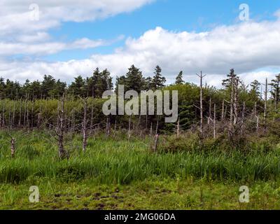 Dead trees in a swamp under a blue sky, landscape. Stock Photo
