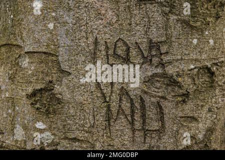 ''i love you'' written on a tree Stock Photo