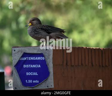 yellow-billed teal (Anas flavirostris) duck in Buenos Aires, spanish sign says: maintain social distancing Stock Photo