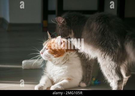 Two domestic cats play on house floor Stock Photo