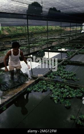 Singapore's aquarium fish farm Stock Photo