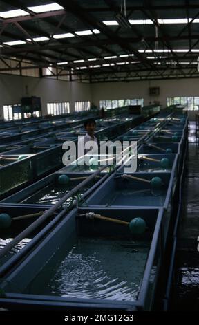 Singapore's aquarium fish farm Stock Photo