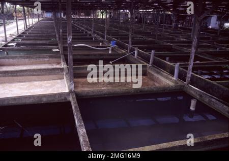 Singapore's aquarium fish farm Stock Photo