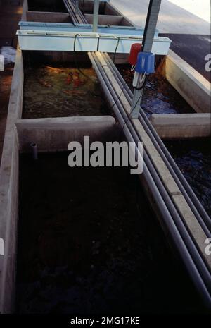 Singapore's aquarium fish farm Stock Photo