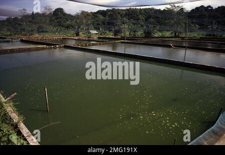 Singapore's aquarium fish farm Stock Photo