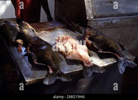 Manaus fish market, tambaqui and pacu fishes for sale Stock Photo