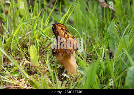 Seasonal spring mushroom Morchella conica called black morel growing outdoors on meadow. Tasty rare edible mushroom. Stock Photo