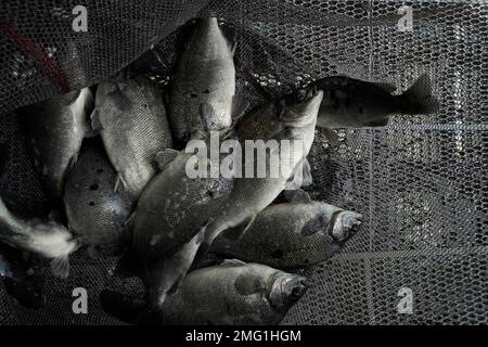 The fish of MoVertical Farm are seen on net beside a shipping