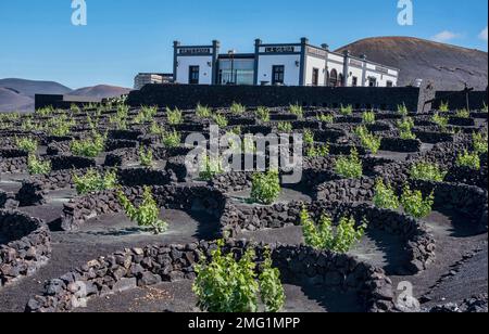 Vineyard and Bodego in the wine growing region of La Geria in Lanzarote, Canary Islands, Spain. Stock Photo