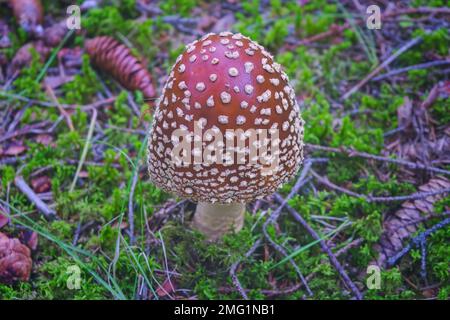 Poisonous mushroom Amanita regalis in the wet spruce forest. Known as royal fly agaric or king of Sweden Amanita. Wild mushroom growing in the moss an Stock Photo