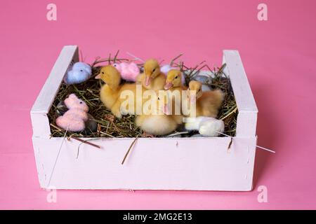 Easter decorated interior with colorfull eggs and ducklings Stock Photo