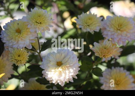 Yellow flower (hardy garden mum or chrysanthemum) in garden Stock Photo ...