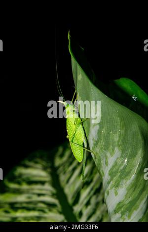 Katydid resting on a tropical leaf at night in Arenal Volcano National Park, Costa Rica. Stock Photo
