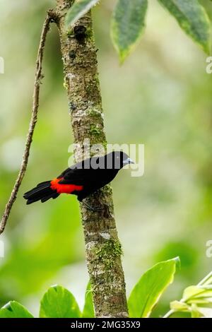 Male scarlet-rumped tanager (Ramphocelus passerinii) at the Arenal Volcano National Park, Providencia de Alajuela, Costa Rica. Stock Photo