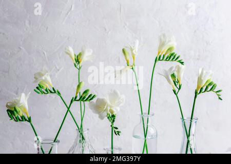 Freesia white flowers in vases against white textured wall. Closeup. Stock Photo