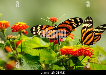 Ismenius tiger or tiger heliconian butterflie (Heliconius ismenius) at the Castillo Butterly Conservatory in Arenal Volcano National Park, Costa Rica. Stock Photo