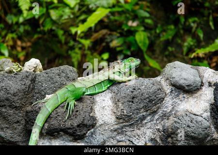 Green iguana (Iguana iguana) resting on volcanic rock near the hot springs at Ecotermales Fortuna in La Fortuna, Alajuela Province, Costa Rica. Stock Photo
