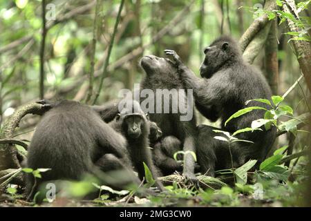 A group of Sulawesi black-crested macaque (Macaca nigra) is photographed as they are having social activity in Tangkoko Nature Reserve, North Sulawesi, Indonesia. Climate change impact on the endemic species can be seen on changing behavior and food availability, that influence their survival rate. 'Like humans, primates overheat and become dehydrated with continued physical activity in extremely hot weather,' according to a scientist, Brogan M. Stewart, in his report published in 2021 on The Conversation. 'In a warmer future, they would have to adjust, resting and staying in the shade... Stock Photo