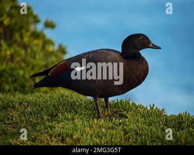 Close up of black male Paradise Shelduck duck bird standing in green grass in Aramoana Dunedin Otago South Island New Zealand Stock Photo