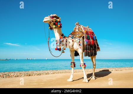 Camel in funny things on the background of the sea. Funny face with glasses and a hat. The concept of tourist advertising. Stock Photo