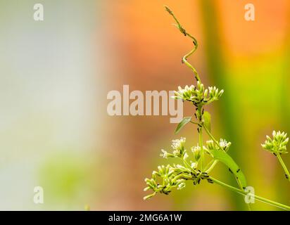 wild flower covered from ants, beautiful blurred background. Stock Photo