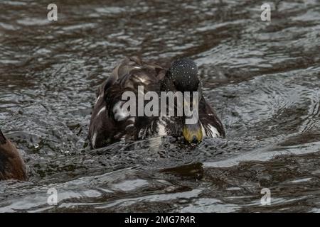 A hybrid mallard duck in the water. Stock Photo
