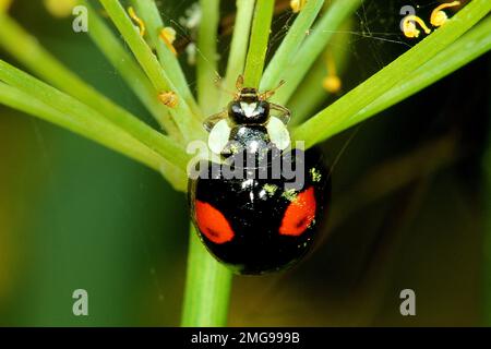Harlequin ladybird colour variation (Harmona axyridis) Stock Photo