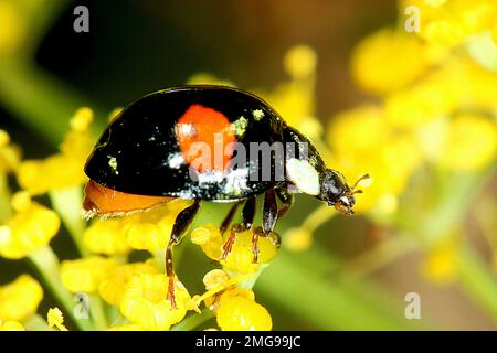 Harlequin ladybird colour variation (Harmona axyridis) Stock Photo