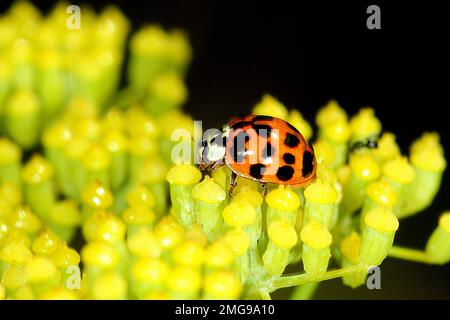 Harlequin ladybird colour variation (Harmona axyridis) Stock Photo