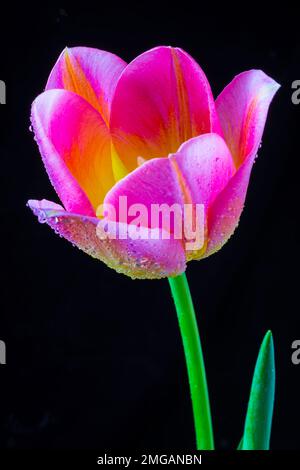 Stunning Pink Tulip Stock Photo
