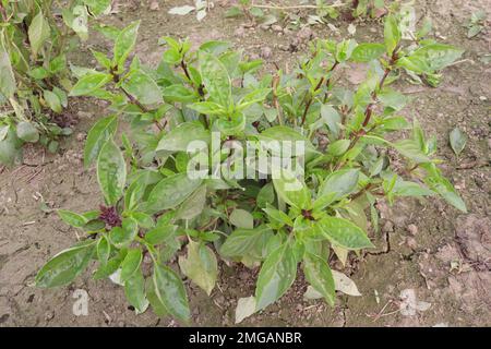 Asia basil leaf on the tree basil green palnt in the garden herbs