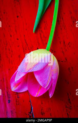 Tulip On Red Table Stock Photo