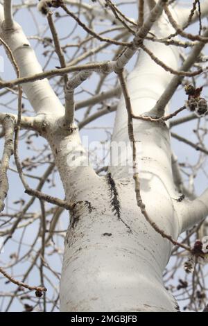 Looking up through the branches Stock Photo