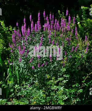 Lavender flowers of giant anise Hyssop Blue Fortune or fennel gianthisson, korean mint (Agastache foeniculum) in summer garden. Hyssop is ornamental a Stock Photo