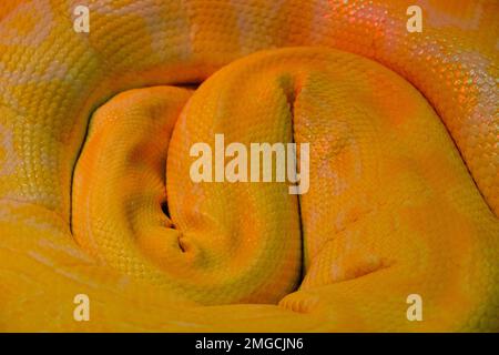 Background, sleeping curled yellow snake Stock Photo